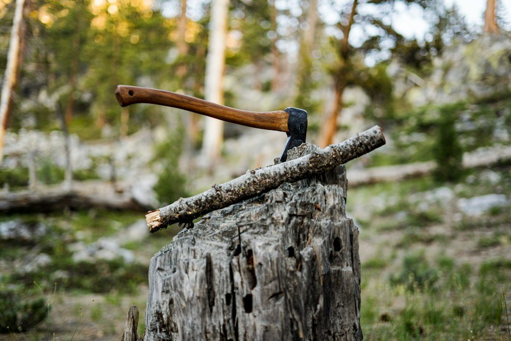 A chainsaw cutting through a tree trunk, sawdust spraying