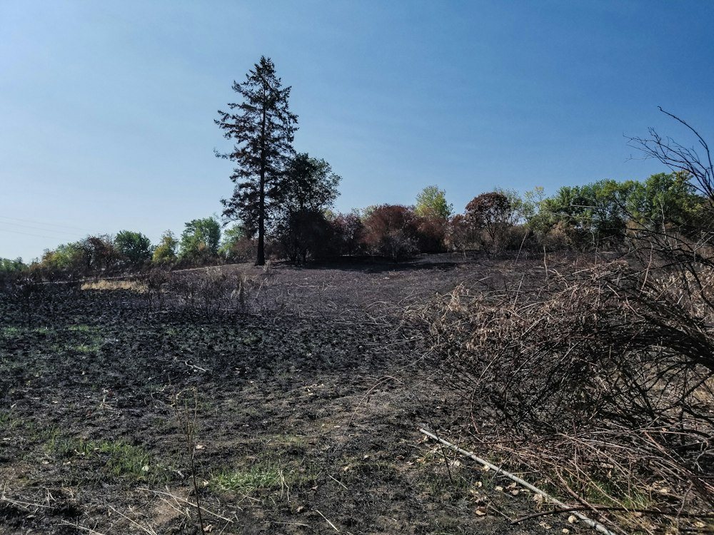 A freshly cleared lot with a brush pile at one edge and tall hardwoods left standing