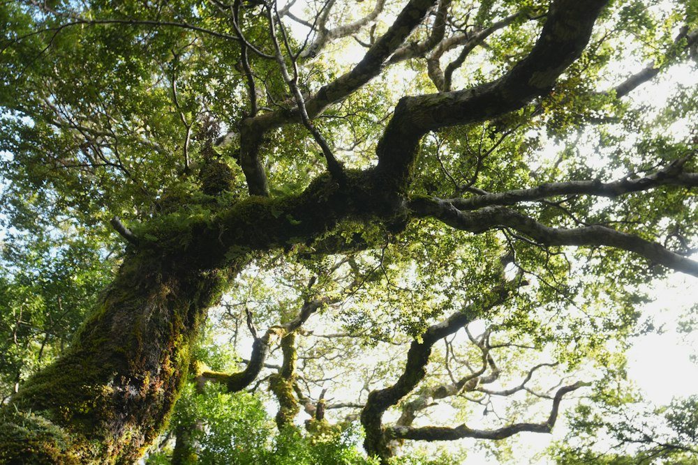 A climber roped into the spreading crown of a mature hardwood
