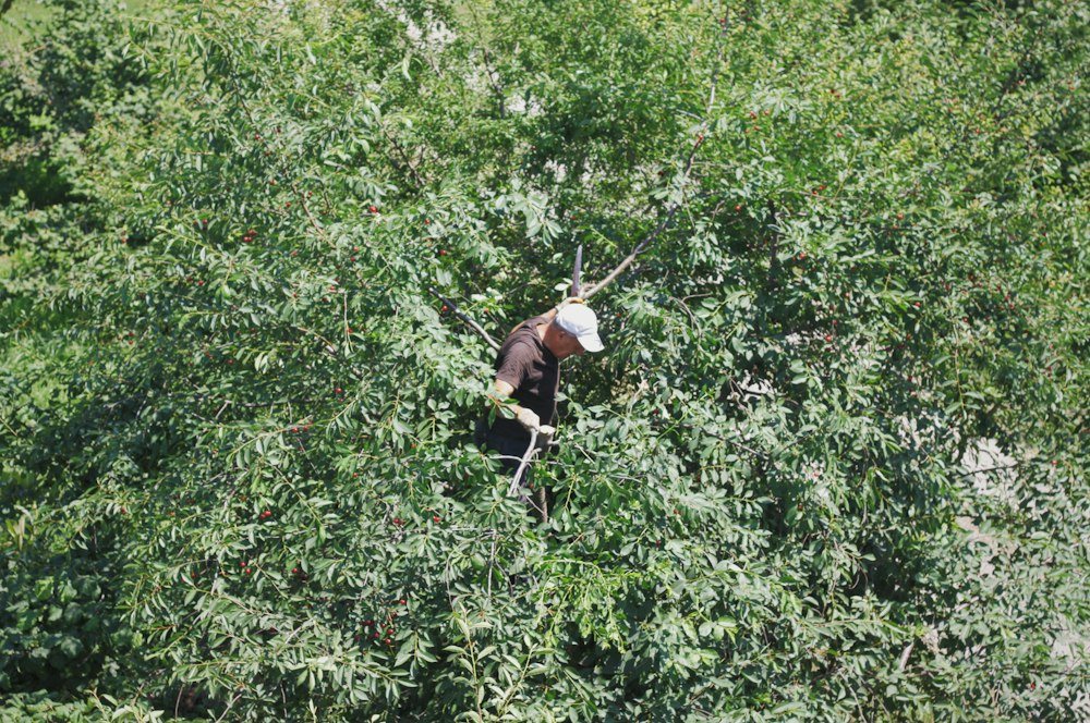 A climber in a helmet and safety glasses roped in against a trunk, reaching for a limb