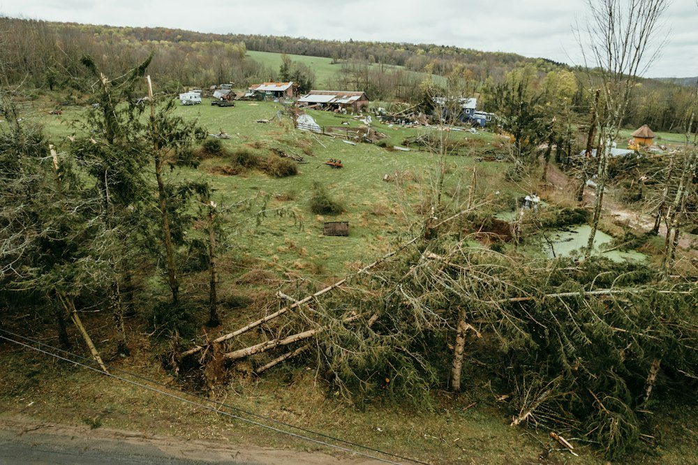 A fallen tree trunk lying across a lawn at the edge of the woods after a storm