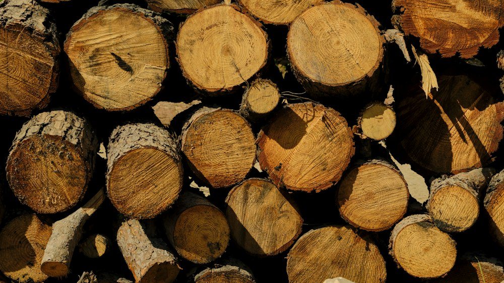 A cut, ringed cross-section of a tree trunk after a completed removal
