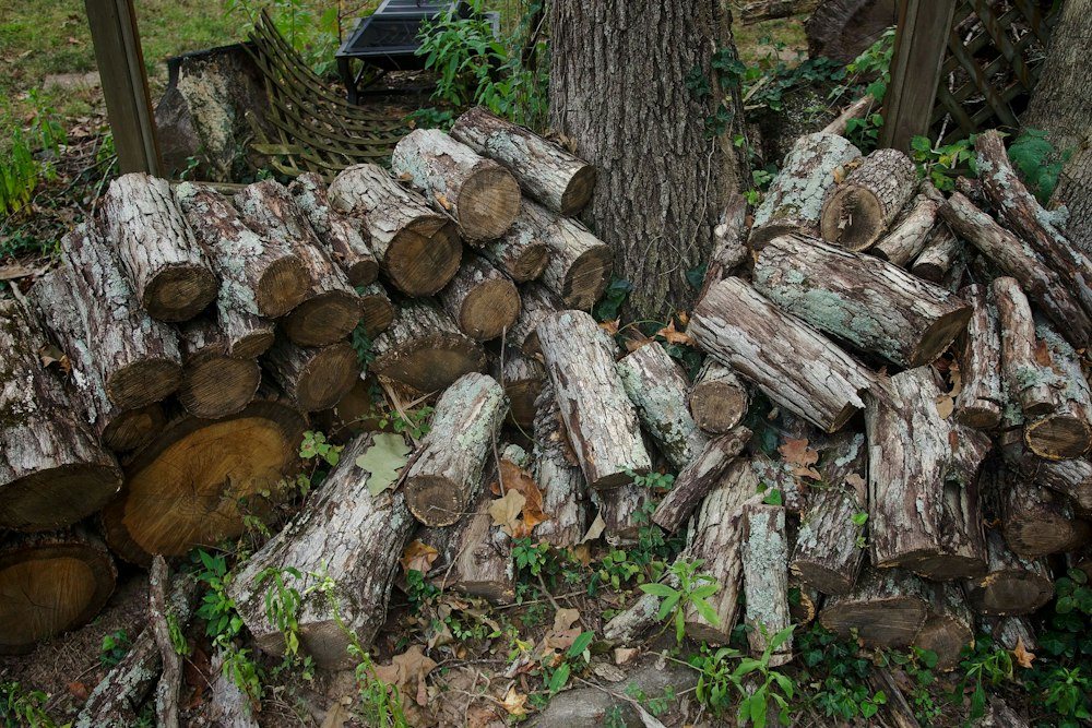 A chainsaw resting on a freshly cut log after a tree removal