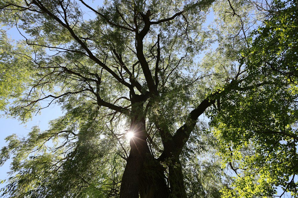 The spreading canopy of a mature hardwood viewed from below after pruning