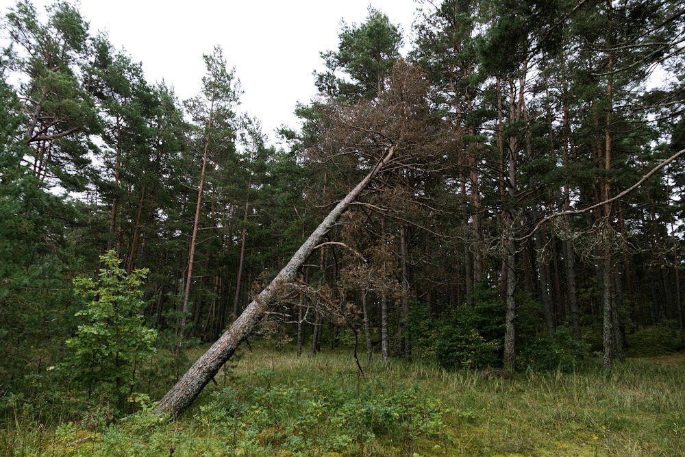 Storm-snapped tree trunks with their broken tops hanging against the sky