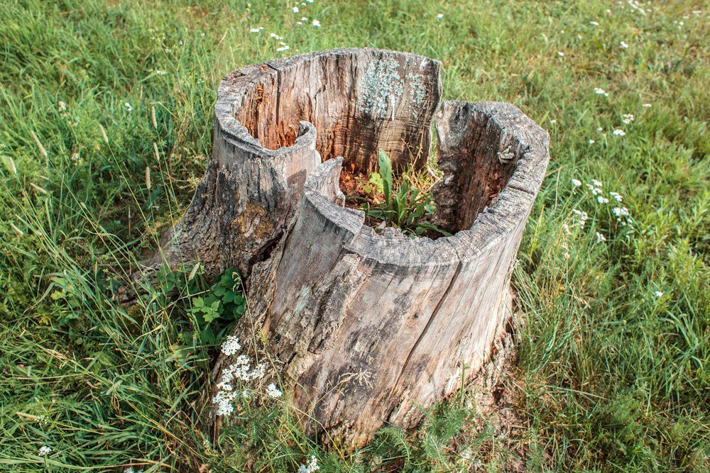 A stump grinder wheel cutting into a stump in a lawn, wood chips flying