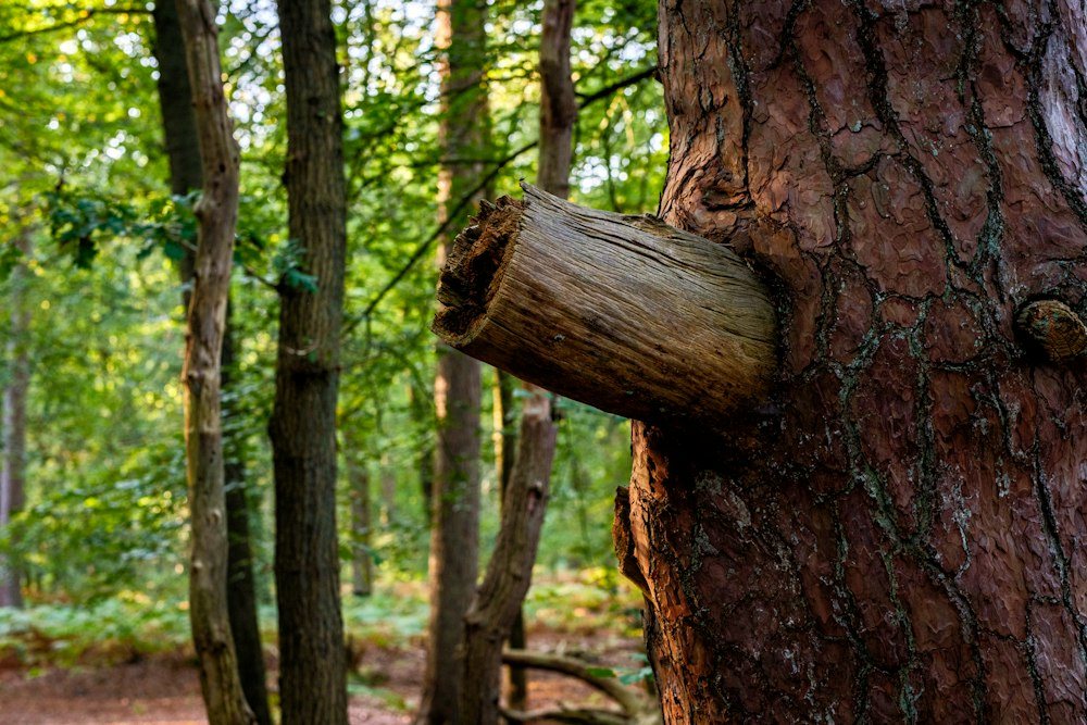 A climber cutting the top off a trunk, sawdust spraying from the saw