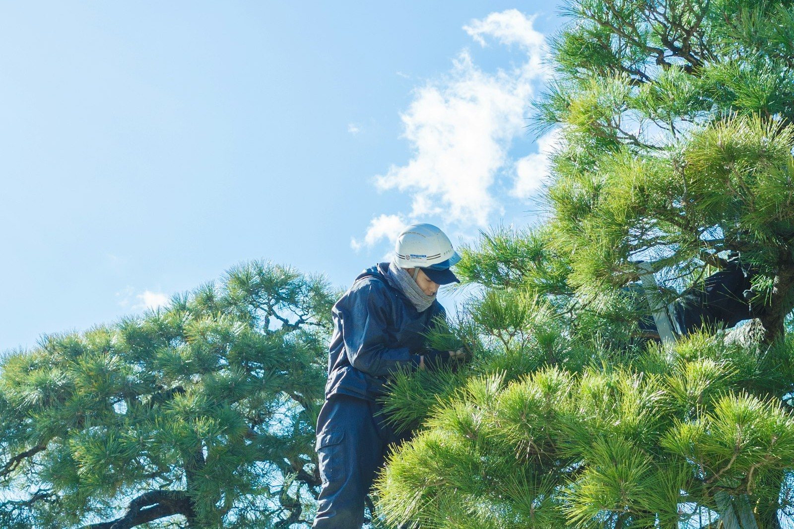 A climber roped into the trunk of a tall tree, cutting a limb inside the canopy