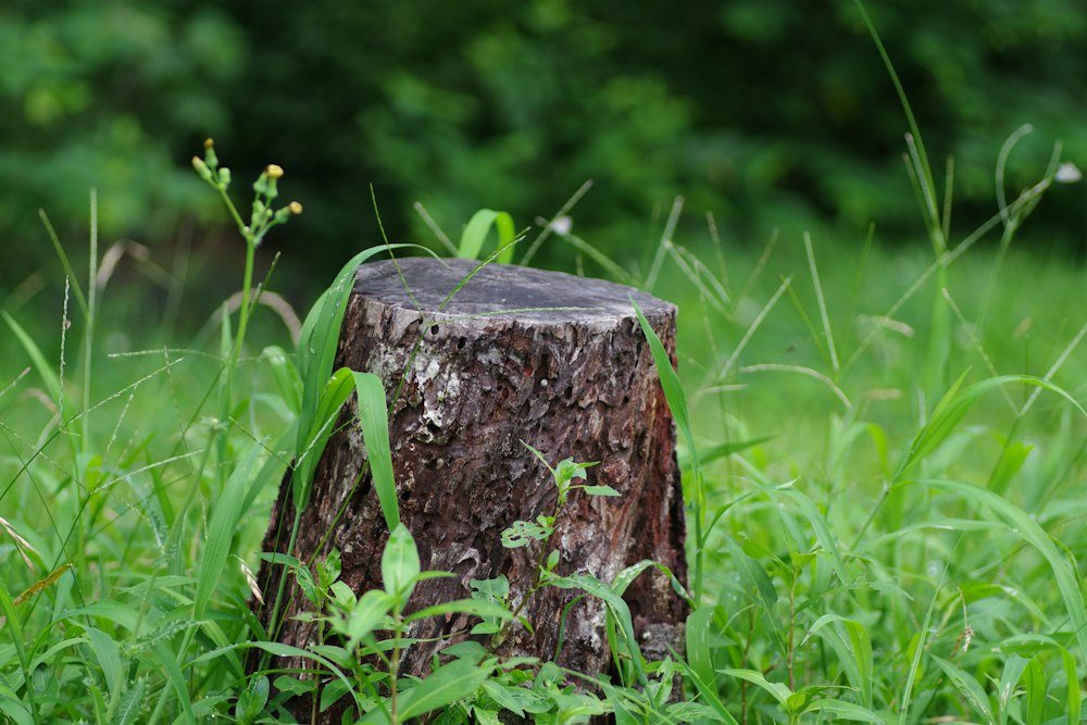 A wide cut stump left in a mowed lawn, before grinding